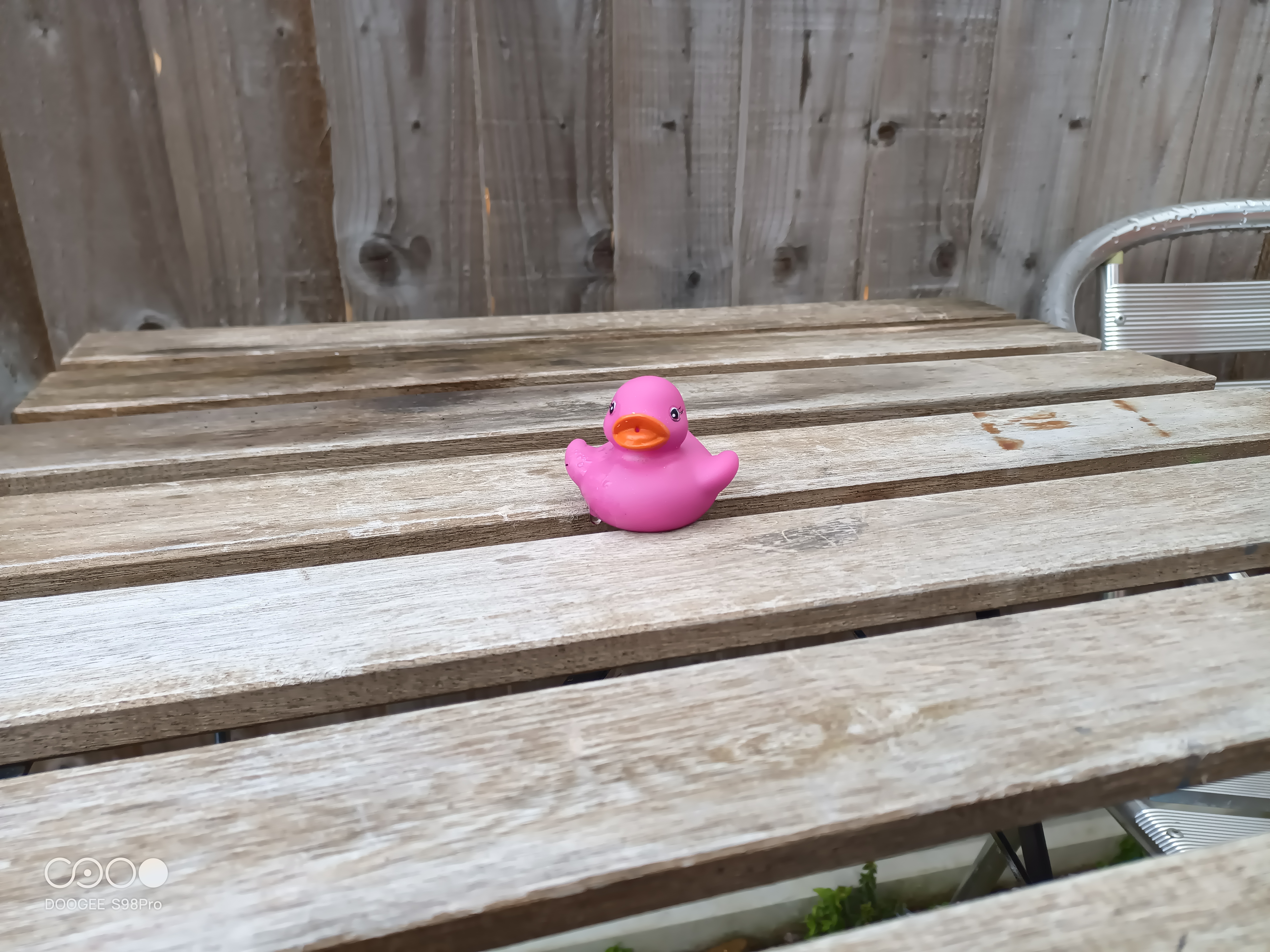 Doogee S98 Pro camera duck outdoors