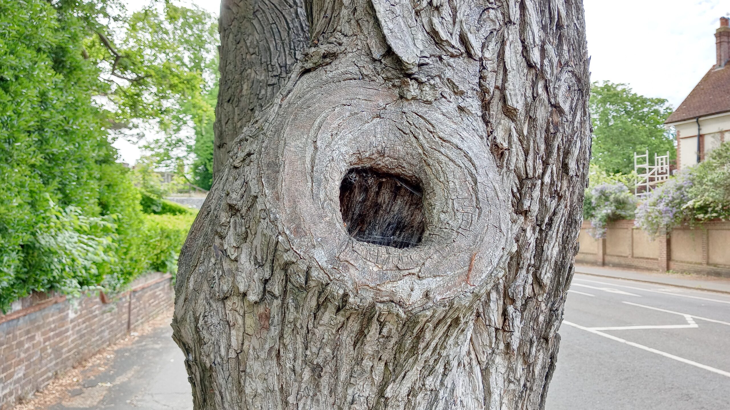Un árbol
