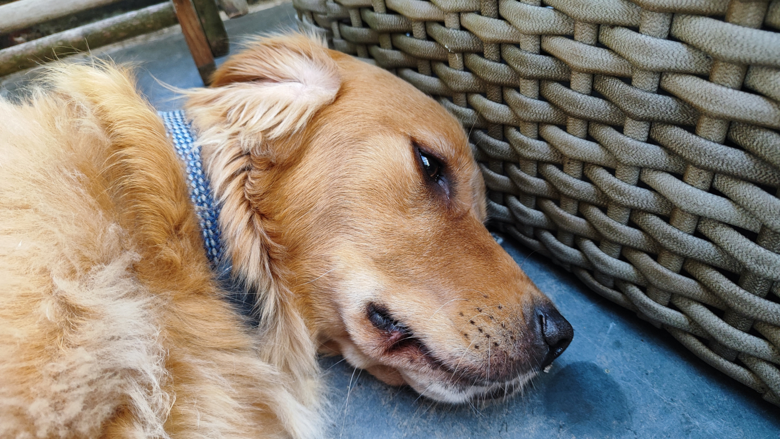 Дневной снимок собаки, сделанный на Xiaomi 12 Lite