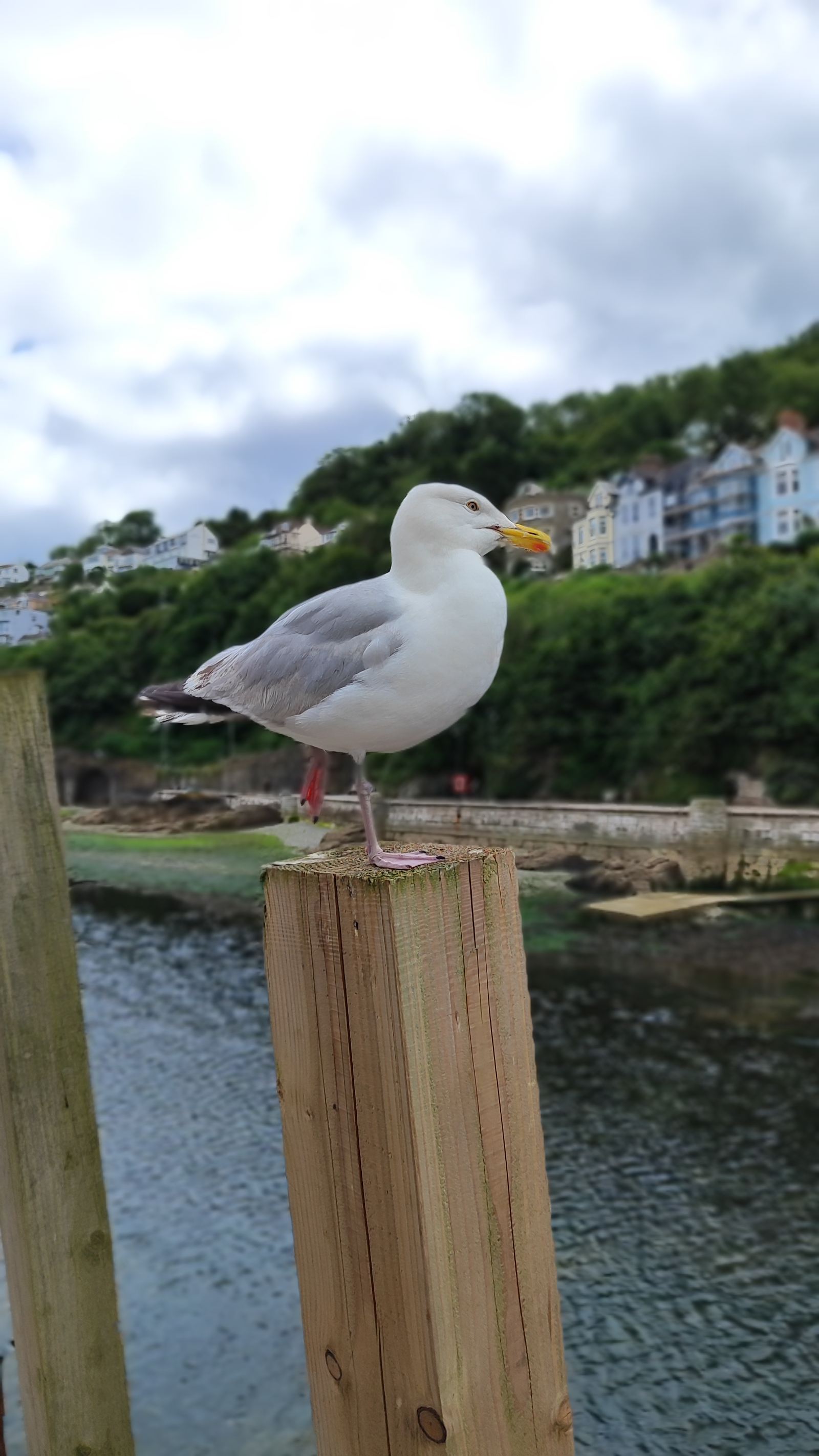 Potratin shot of seagull taken by Xiaomi 12 Lite